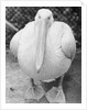 View of Pelican by Anonymous