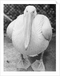 View of Pelican by Anonymous