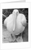 View of Pelican by Anonymous