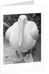 View of Pelican by Anonymous