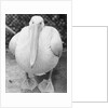 View of Pelican by Anonymous