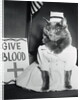 Cat Wearing Nurse Uniform by Anonymous