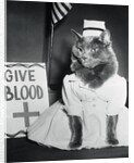 Cat Wearing Nurse Uniform by Anonymous