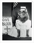 Cat Wearing Nurse Uniform by Anonymous