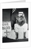 Cat Wearing Nurse Uniform by Anonymous