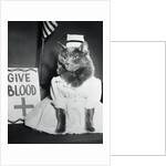 Cat Wearing Nurse Uniform by Anonymous