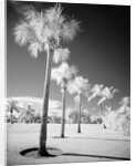 Palm Trees Appearing to Be Covered in Snow by Anonymous