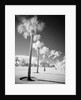 Palm Trees Appearing to Be Covered in Snow by Anonymous