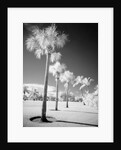 Palm Trees Appearing to Be Covered in Snow by Anonymous