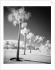 Palm Trees Appearing to Be Covered in Snow by Anonymous
