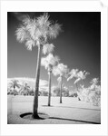 Palm Trees Appearing to Be Covered in Snow by Anonymous