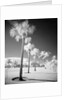 Palm Trees Appearing to Be Covered in Snow by Anonymous