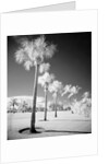 Palm Trees Appearing to Be Covered in Snow by Anonymous