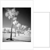 Palm Trees Appearing to Be Covered in Snow by Anonymous
