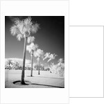 Palm Trees Appearing to Be Covered in Snow by Anonymous