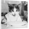 Cat Waiting to Eat by Anonymous