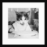 Cat Waiting to Eat by Anonymous