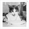 Cat Waiting to Eat by Anonymous