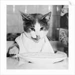 Cat Waiting to Eat by Anonymous