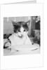 Cat Waiting to Eat by Anonymous