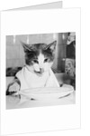 Cat Waiting to Eat by Anonymous