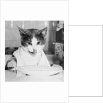 Cat Waiting to Eat by Anonymous