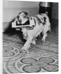 Cocker Spaniel Carrying Papers by Anonymous