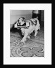 Cocker Spaniel Carrying Papers by Anonymous