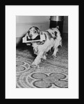 Cocker Spaniel Carrying Papers by Anonymous