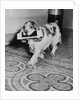 Cocker Spaniel Carrying Papers by Anonymous