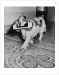 Cocker Spaniel Carrying Papers by Anonymous