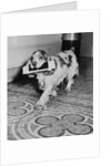 Cocker Spaniel Carrying Papers by Anonymous