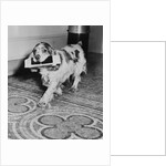 Cocker Spaniel Carrying Papers by Anonymous