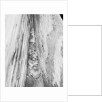 Rats Huddled in a Wall's Corner by Anonymous