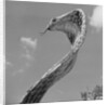 Giant Replica of King Cobra by Anonymous