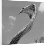 Giant Replica of King Cobra by Anonymous