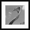 Giant Replica of King Cobra by Anonymous