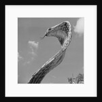 Giant Replica of King Cobra by Anonymous
