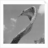 Giant Replica of King Cobra by Anonymous