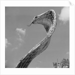Giant Replica of King Cobra by Anonymous