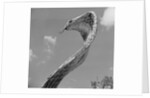 Giant Replica of King Cobra by Anonymous