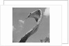 Giant Replica of King Cobra by Anonymous
