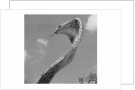 Giant Replica of King Cobra by Anonymous