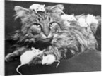 Mice Playing on a Cat by Anonymous