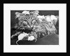 Mice Playing on a Cat by Anonymous