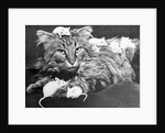 Mice Playing on a Cat by Anonymous