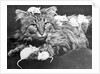 Mice Playing on a Cat by Anonymous