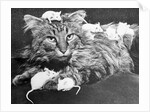 Mice Playing on a Cat by Anonymous