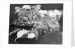 Mice Playing on a Cat by Anonymous