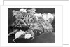 Mice Playing on a Cat by Anonymous